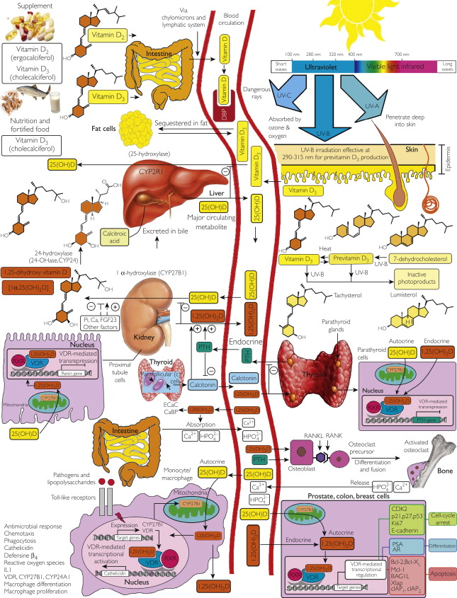 Copyright © Holick 2013. Mayo Foundation for Medical Education and Research